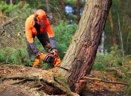 How Our Tree Care Process Works  in  Nashville, GA