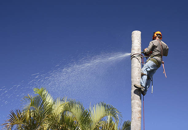 Best Emergency Tree Removal  in Nashville, GA