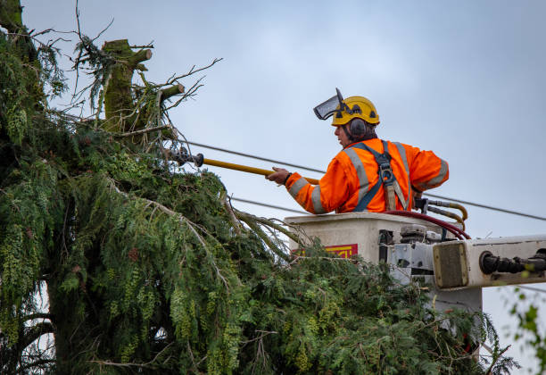 Best Tree Risk Assessment  in Nashville, GA