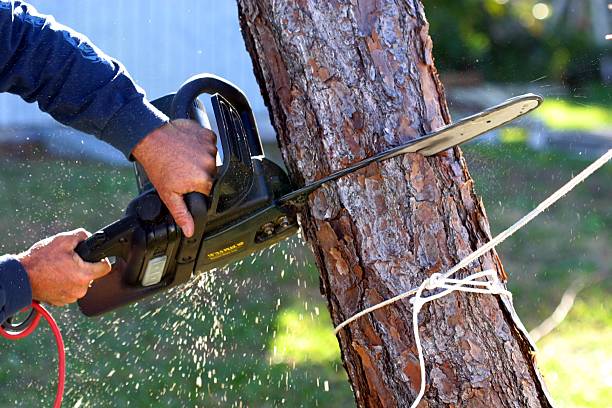 Best Commercial Tree Removal  in Nashville, GA