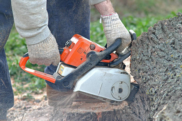 Best Residential Tree Removal  in Nashville, GA