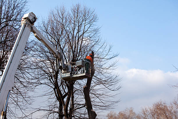 Best Residential Tree Removal  in Nashville, GA