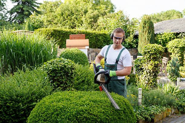 Tree Removal Services